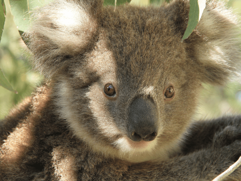 koala image