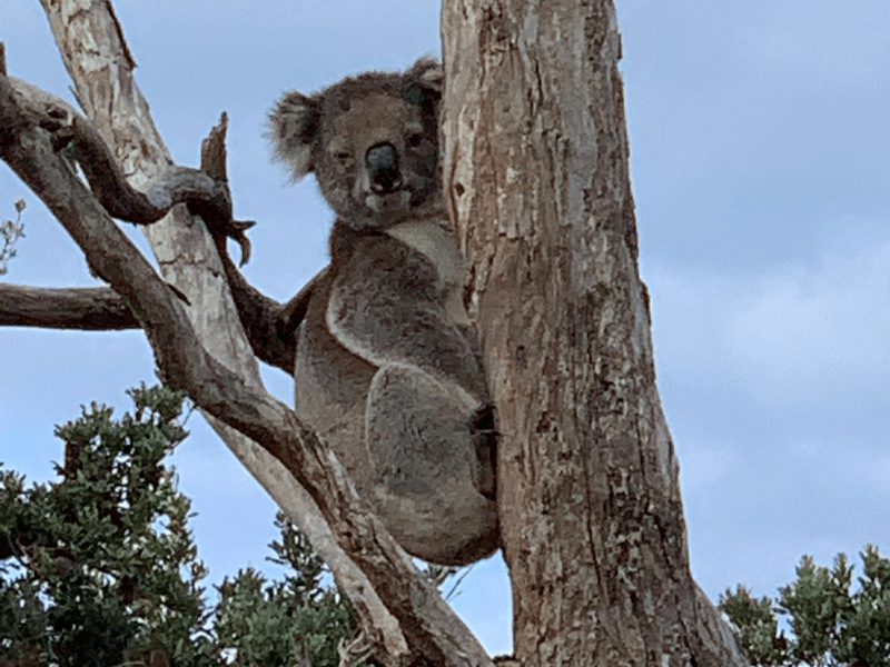 koala image