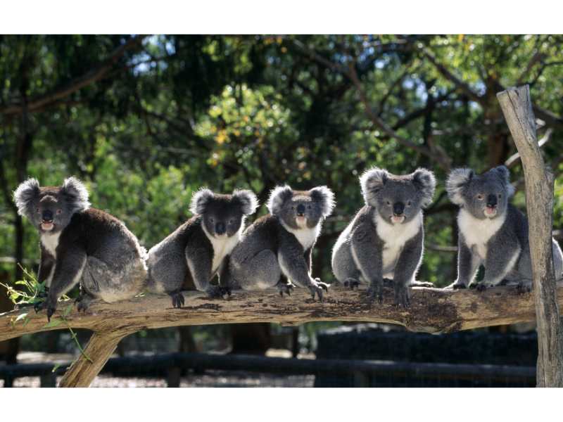A group of five Koalas sitting on a tree trunk