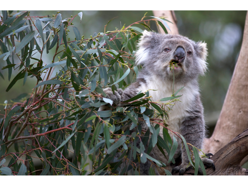 A koala sitting on a trunk, eating eucalyptus leaves.