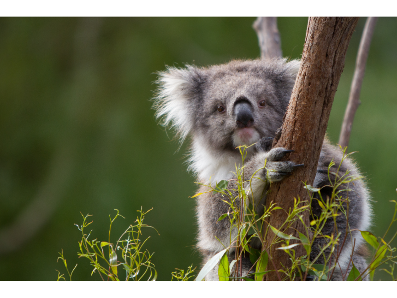 Koala sitting on eucalyptus tree branch.