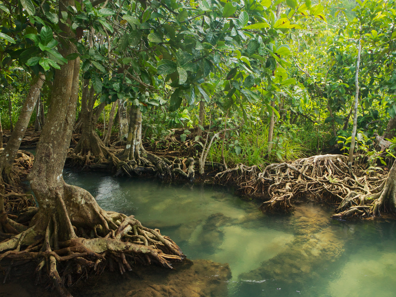 Protecting Mangroves and Saltmarshes: How Can We Help?