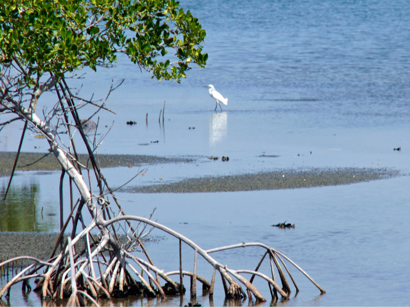 A mangrove tree growing on an estuary's bank, a white heron can be seen on the blurred background.