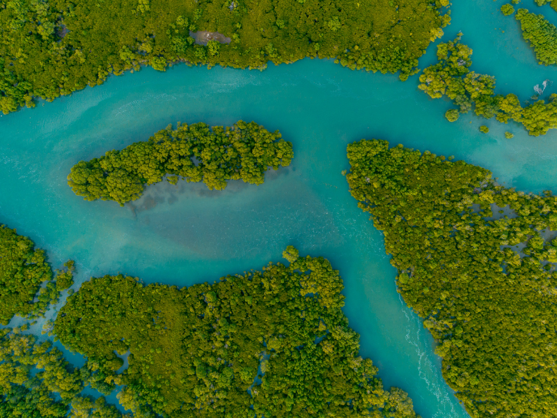 Aerial view of a mangrove forest, covering the banks of a river system.