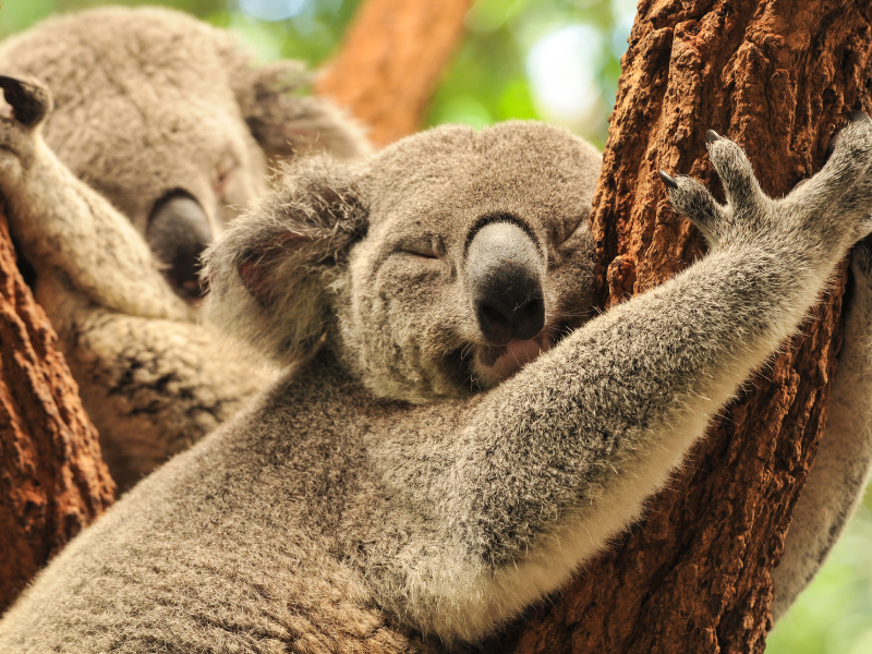 Enjoy a Nature Walk to See Koalas at Raymond Island Koala Trail