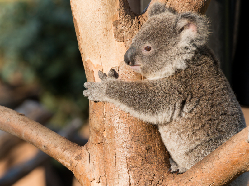 A koala hugging a tree.