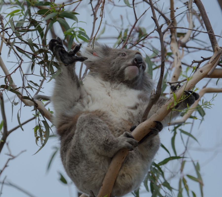 Koala in Raymond Island