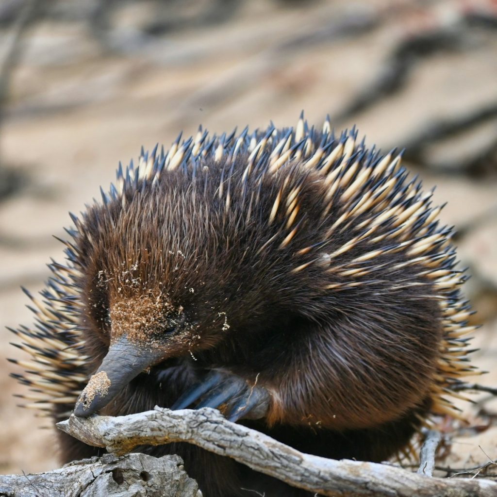 an echidna sitting on top of a tree branch