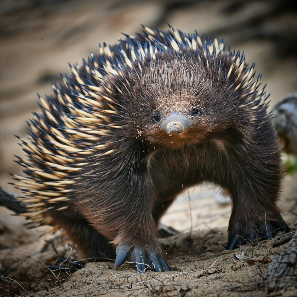 An echidna is standing on the ground
