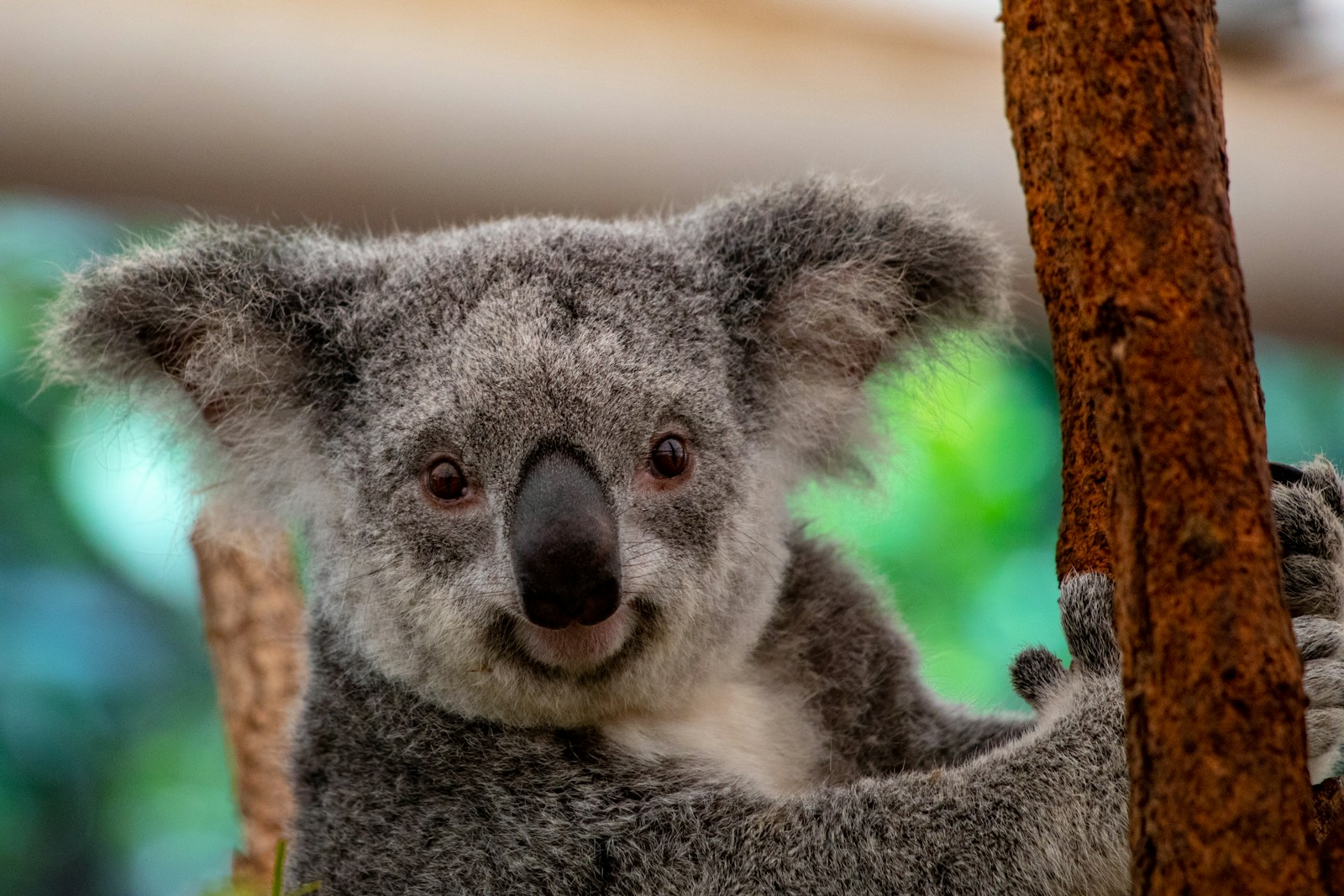 Raymond Island's Wildlife: gray and white koala