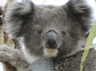 Koala image 2
