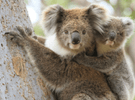 Koala image 3