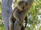 Koala image 4