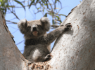 Koala image 6