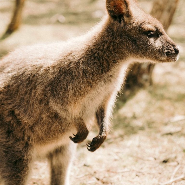 Raymond Island's WIldlife: a small kangaroo standing on top of a dry grass field